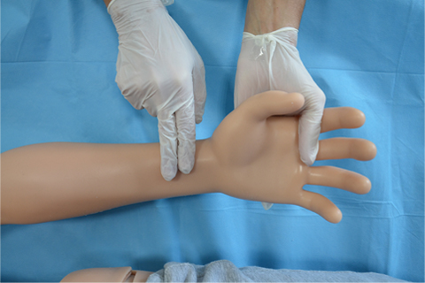 橈動(dòng)脈的脈搏